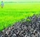 o_organic farming